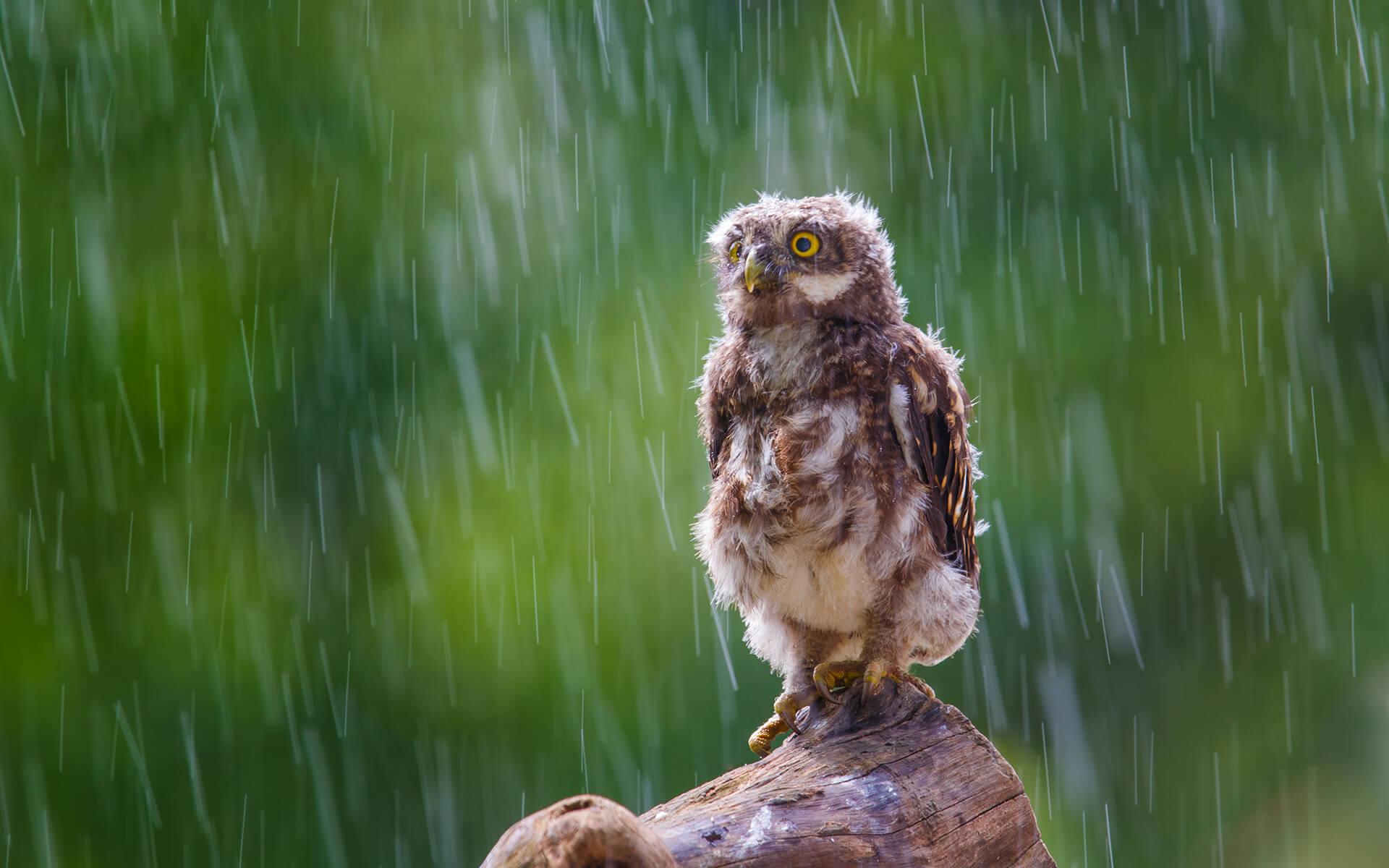 Wartawan Koperasi Serba Usaha Pokja Wartawan Belitung Timur sedang meliput acara resmi di Pendopo Kabupaten Belitung Timur.